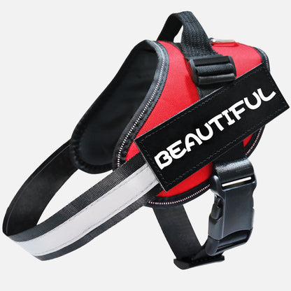 רצועה זוהרת לכלב - בטיחות ונראות מקסימלית בלילה